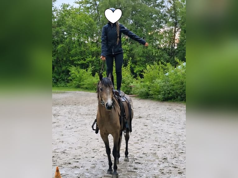 Vollblutaraber Wallach 4 Jahre 153 cm Buckskin in Haiterbach