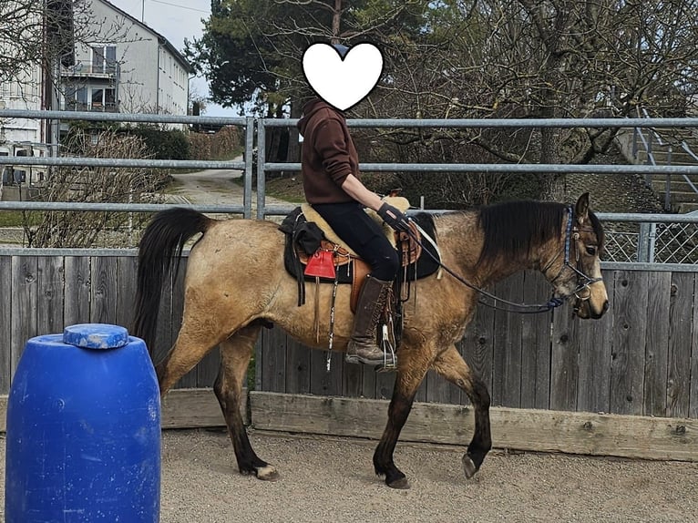 Vollblutaraber Wallach 4 Jahre 153 cm Buckskin in Haiterbach
