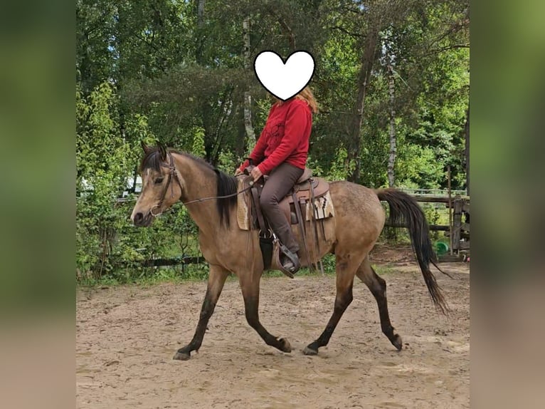 Vollblutaraber Wallach 4 Jahre 153 cm Buckskin in Haiterbach