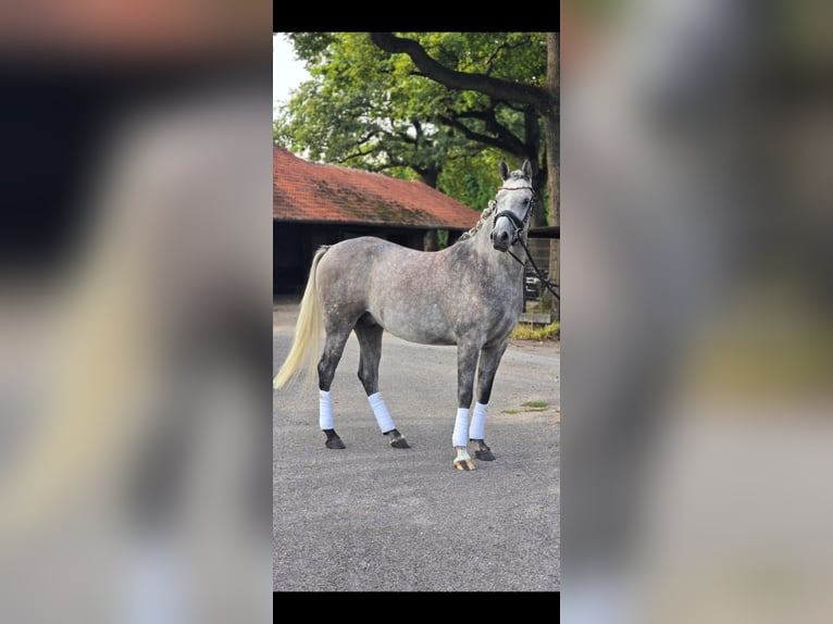 Vollblutaraber Wallach 4 Jahre 153 cm Kann Schimmel werden in GladbecK