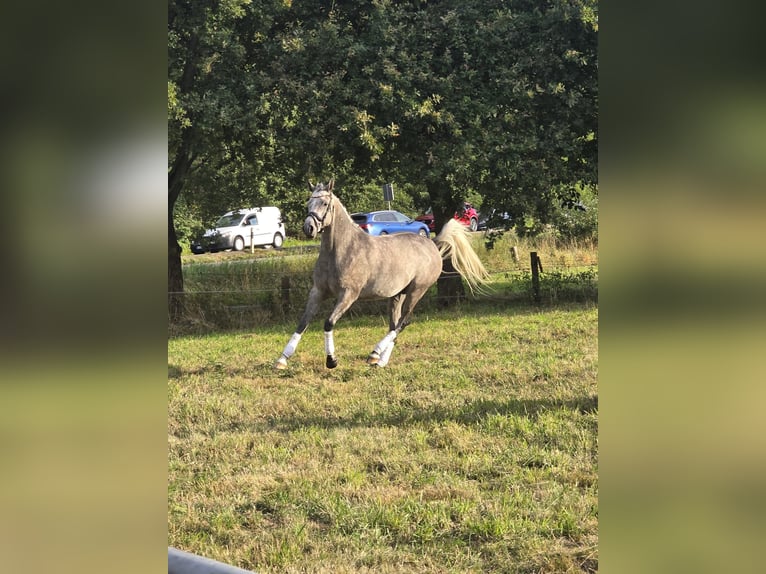 Vollblutaraber Wallach 4 Jahre 153 cm Kann Schimmel werden in GladbecK