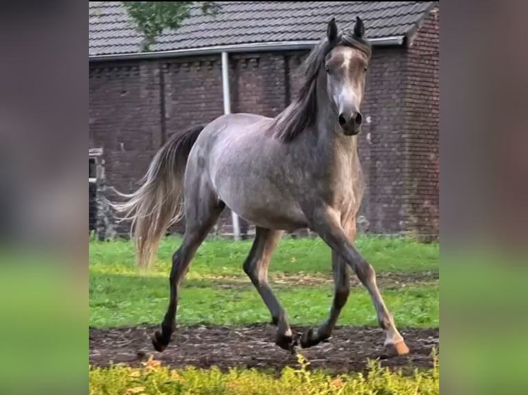 Vollblutaraber Wallach 4 Jahre 153 cm Kann Schimmel werden in GladbecK