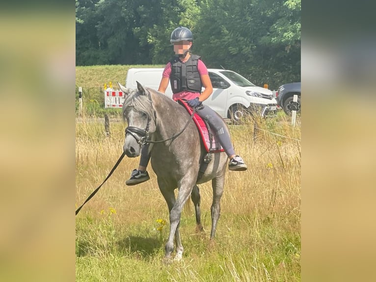Vollblutaraber Wallach 4 Jahre 153 cm Kann Schimmel werden in GladbecK
