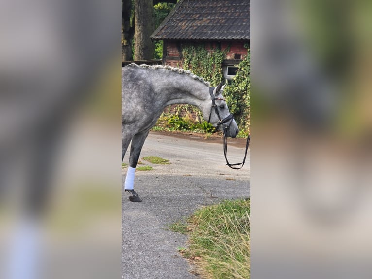 Vollblutaraber Wallach 4 Jahre 153 cm Kann Schimmel werden in Gladbeck