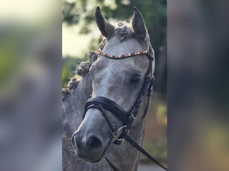 Vollblutaraber Wallach 4 Jahre 153 cm Kann Schimmel werden in GladbecK
