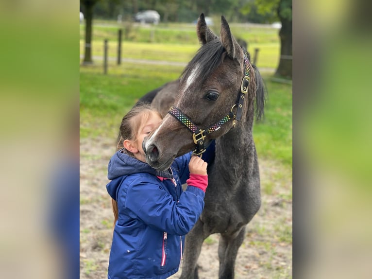 Vollblutaraber Wallach 4 Jahre 153 cm Kann Schimmel werden in GladbecK