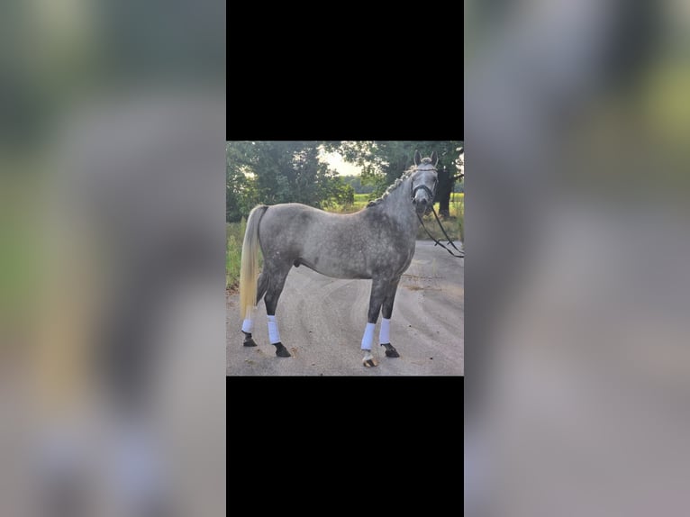 Vollblutaraber Wallach 4 Jahre 153 cm Kann Schimmel werden in Gladbeck