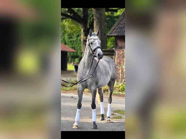 Vollblutaraber Wallach 4 Jahre 153 cm Kann Schimmel werden in GladbecK