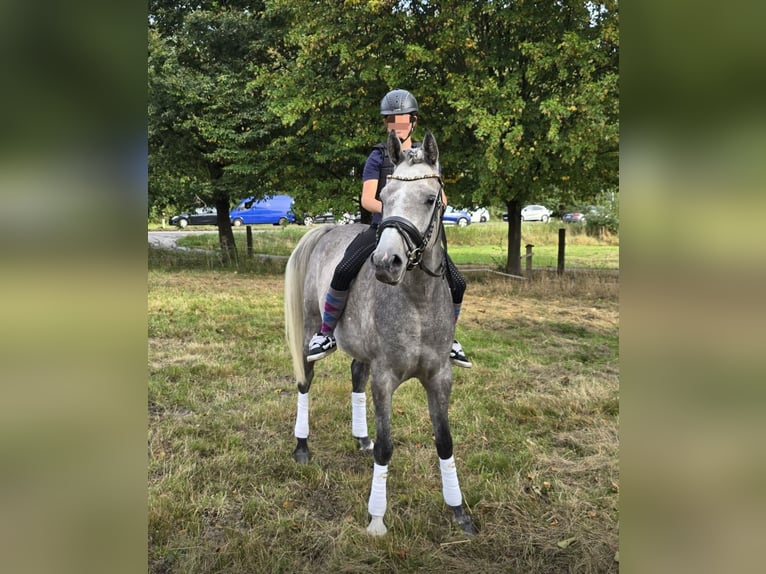 Vollblutaraber Wallach 4 Jahre 153 cm Kann Schimmel werden in GladbecK