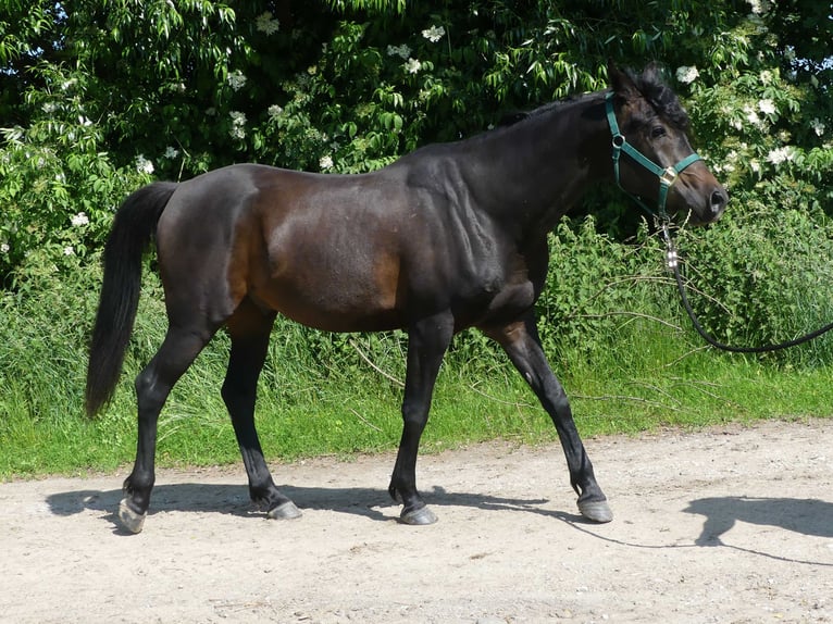 Vollblutaraber Wallach 4 Jahre 154 cm Dunkelbrauner in Herzberg am Harz