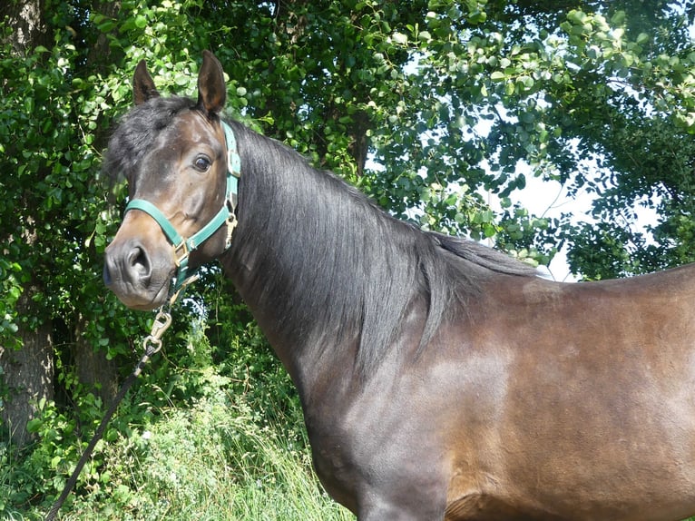 Vollblutaraber Wallach 4 Jahre 154 cm Dunkelbrauner in Herzberg am Harz