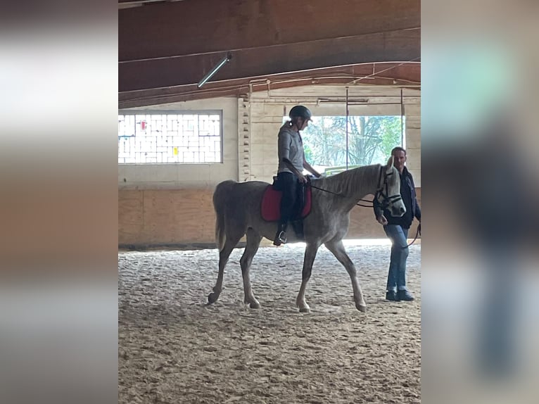 Vollblutaraber Wallach 4 Jahre 155 cm Apfelschimmel in Hilden
