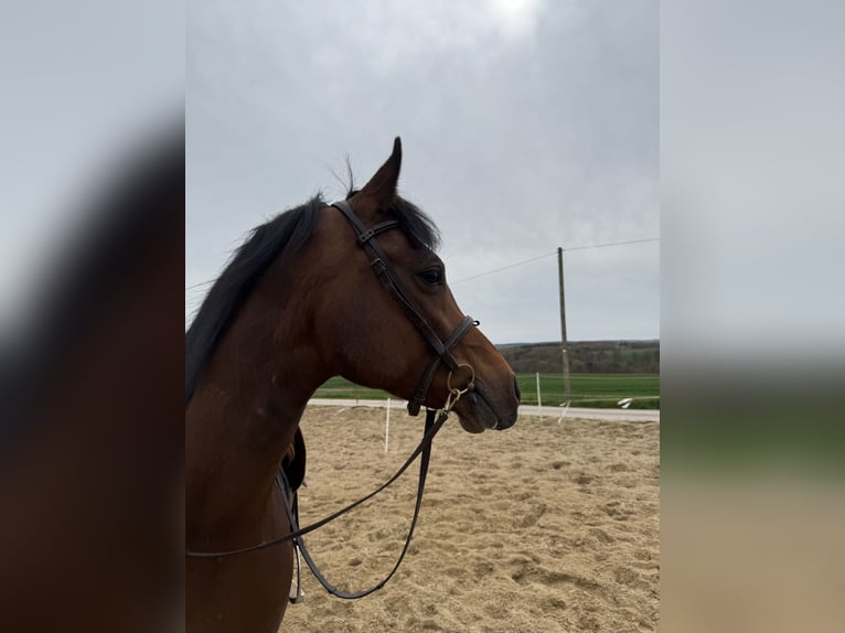 Vollblutaraber Wallach 4 Jahre 155 cm Brauner in Niederstedem