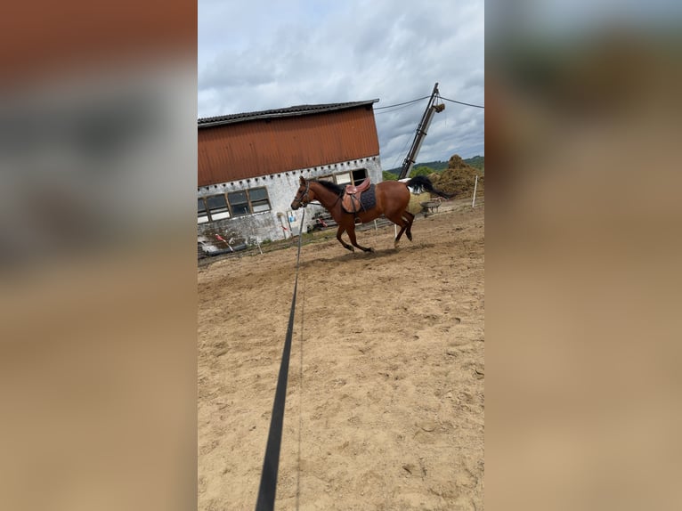 Vollblutaraber Wallach 4 Jahre 155 cm Brauner in Niederstedem