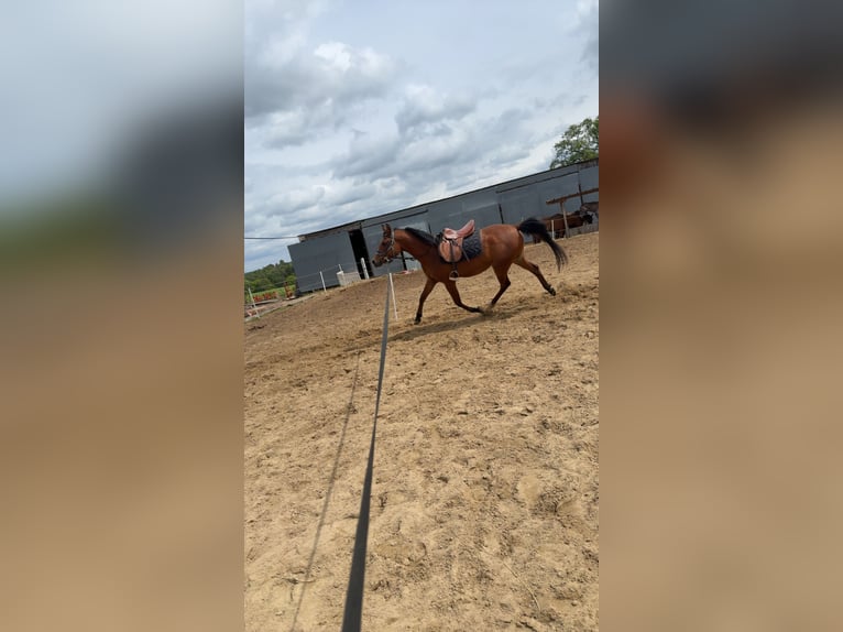 Vollblutaraber Wallach 4 Jahre 155 cm Brauner in Niederstedem