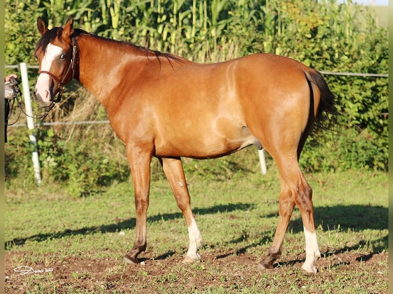 Vollblutaraber Wallach 4 Jahre 155 cm Brauner in Niederthalheim