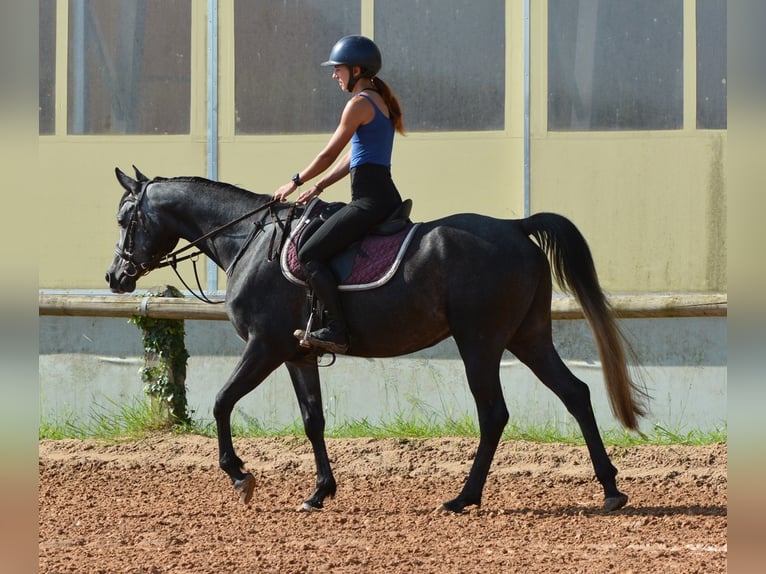 Vollblutaraber Wallach 4 Jahre 155 cm Schimmel in Koprivnica