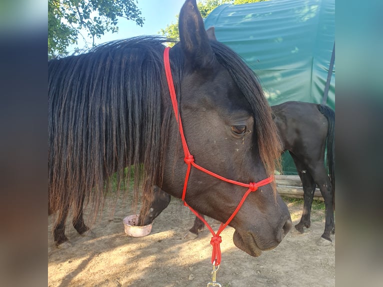 Vollblutaraber Wallach 4 Jahre 156 cm Rappe in Hohenfels