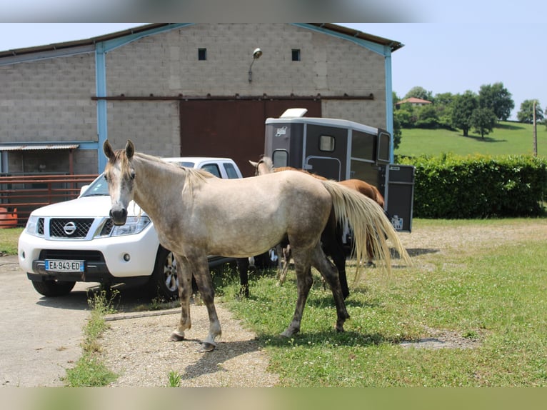 Vollblutaraber Wallach 4 Jahre 156 cm Schimmel in Saint-Paul-en-Jarez