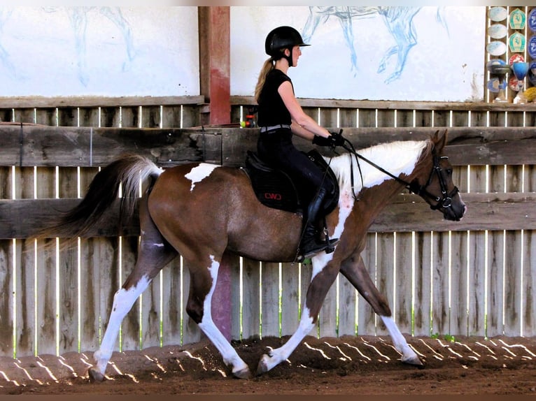Vollblutaraber Wallach 4 Jahre 158 cm Tobiano-alle-Farben in Kehl