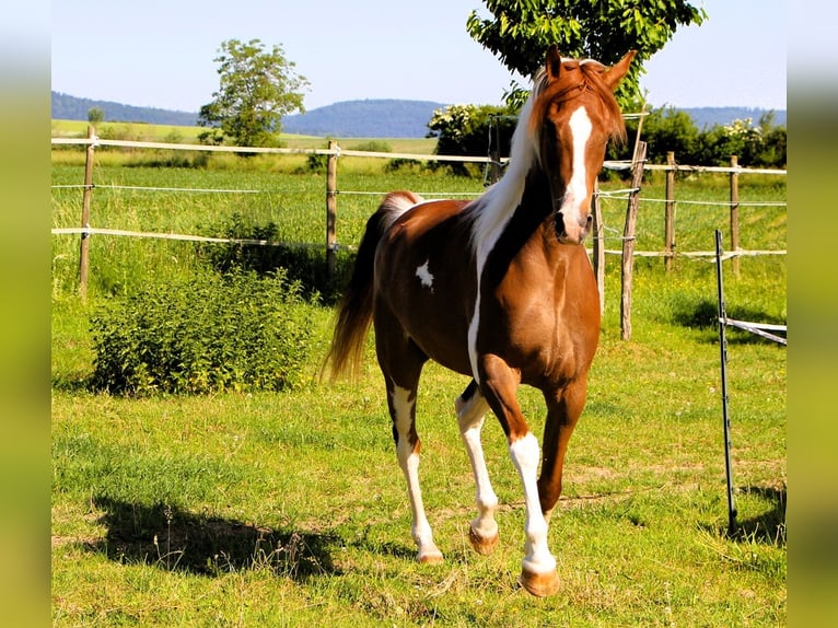 Vollblutaraber Wallach 4 Jahre 158 cm Tobiano-alle-Farben in Kehl