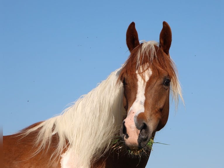 Vollblutaraber Wallach 4 Jahre 158 cm Tobiano-alle-Farben in Kehl