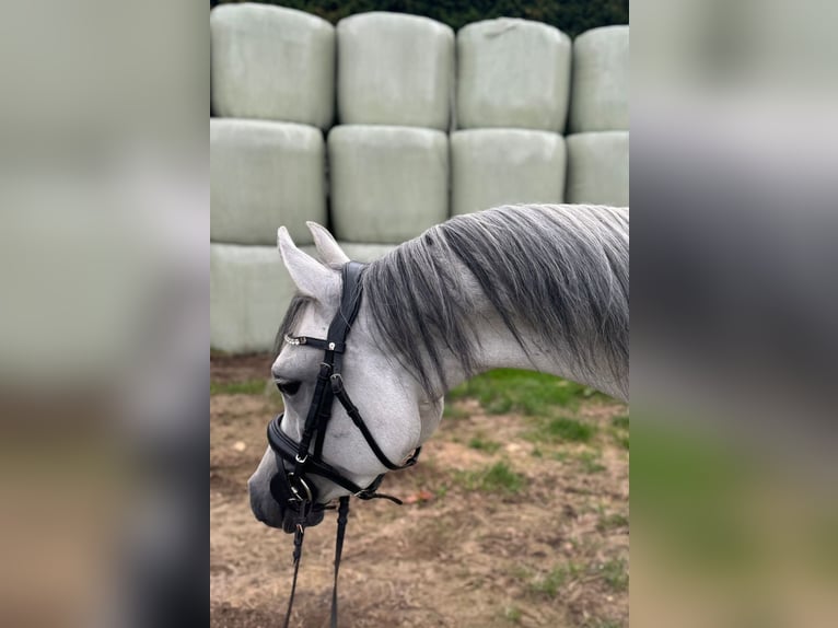 Vollblutaraber Wallach 5 Jahre 148 cm Apfelschimmel in M&#xF6;nchengladbach