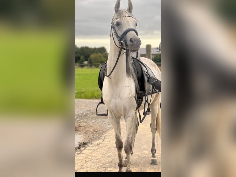 Vollblutaraber Wallach 5 Jahre 148 cm Apfelschimmel in M&#xF6;nchengladbach