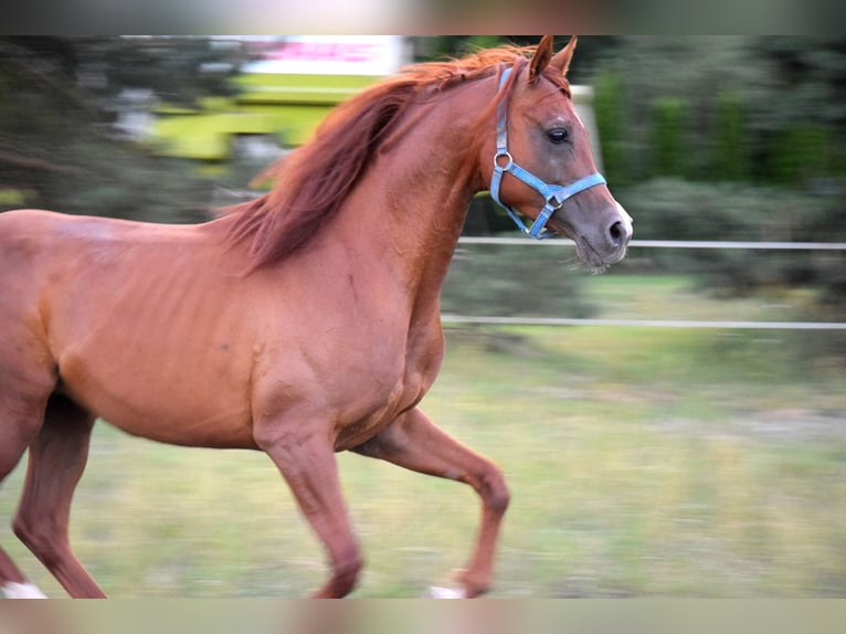 Vollblutaraber Wallach 5 Jahre 148 cm Dunkelfuchs in Tucz&#x119;py