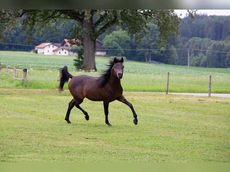 Vollblutaraber Wallach 5 Jahre 150 cm Dunkelbrauner in Kirchansch&#xF6;ring