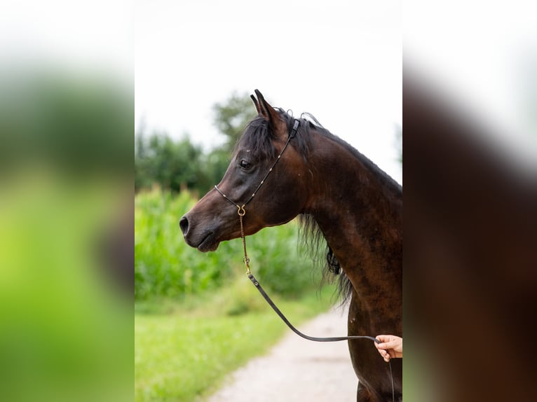 Vollblutaraber Wallach 5 Jahre 150 cm Dunkelbrauner in Kirchansch&#xF6;ring