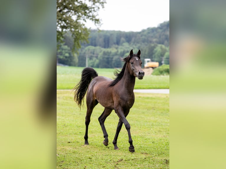 Vollblutaraber Wallach 5 Jahre 152 cm Rappe in Kirchansch&#xF6;ring