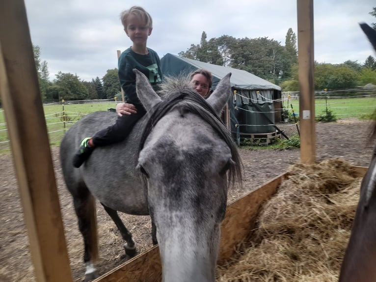 Vollblutaraber Wallach 5 Jahre 152 cm Schimmel in Bottrop