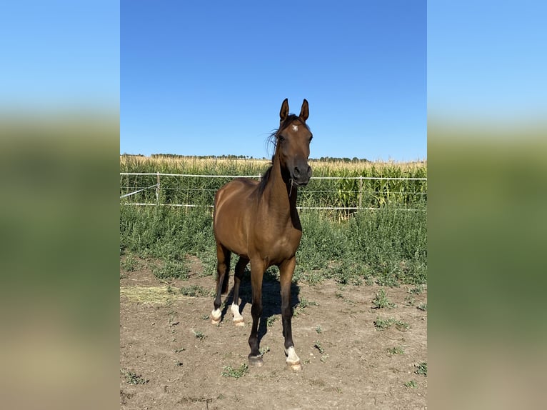 Vollblutaraber Wallach 5 Jahre 154 cm Brauner in Reutenbourg