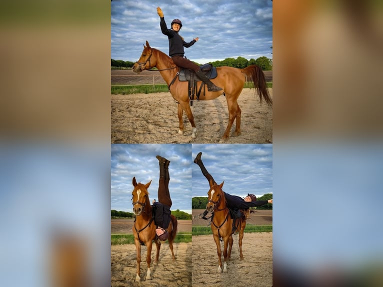 Vollblutaraber Wallach 5 Jahre 154 cm Fuchs in Kaatsheuvel