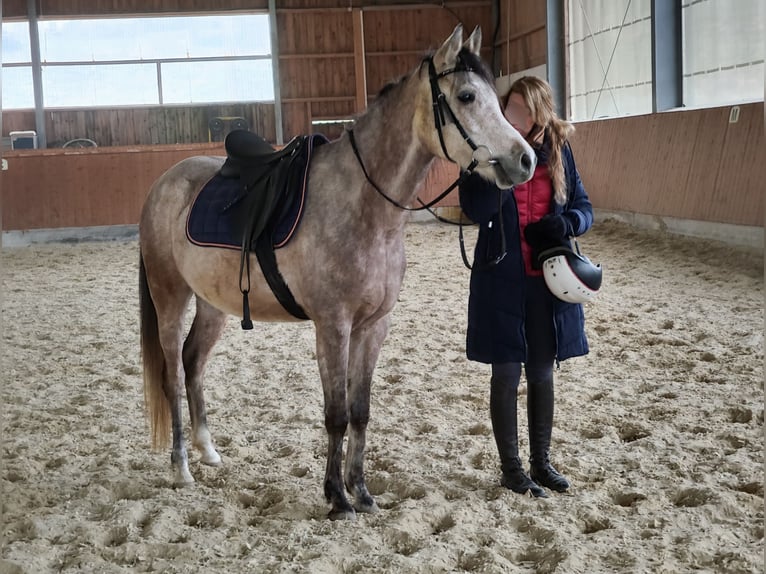 Vollblutaraber Wallach 5 Jahre 154 cm Schimmel in Emmelshausen