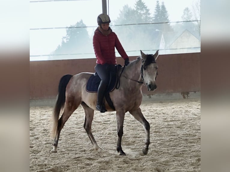 Vollblutaraber Wallach 5 Jahre 154 cm Schimmel in Emmelshausen
