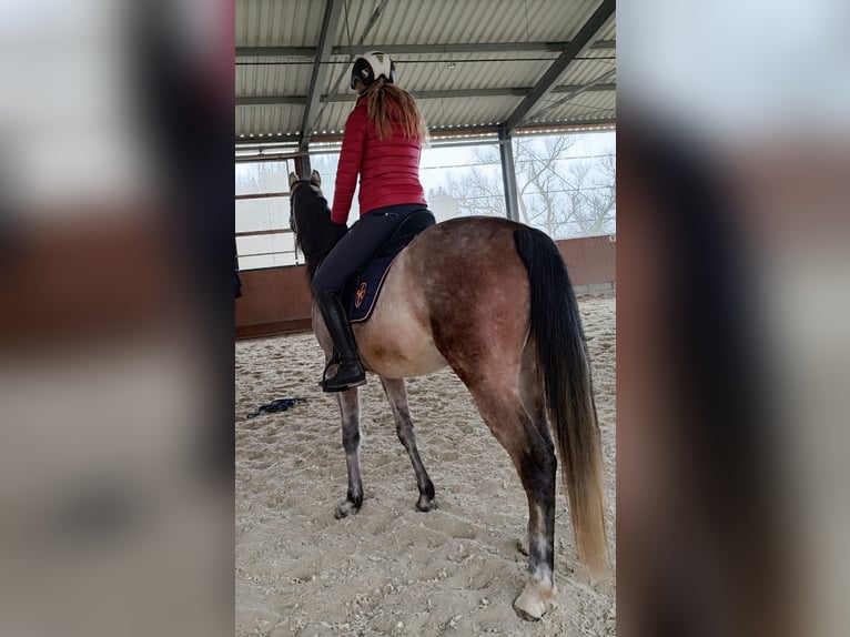 Vollblutaraber Wallach 5 Jahre 154 cm Schimmel in Emmelshausen