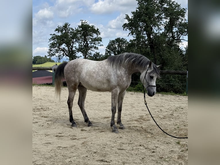 Vollblutaraber Wallach 5 Jahre 155 cm Apfelschimmel in Schardenberg