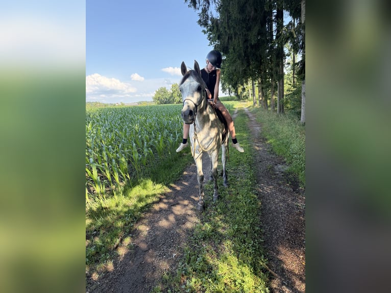 Vollblutaraber Wallach 5 Jahre 155 cm Apfelschimmel in Schardenberg