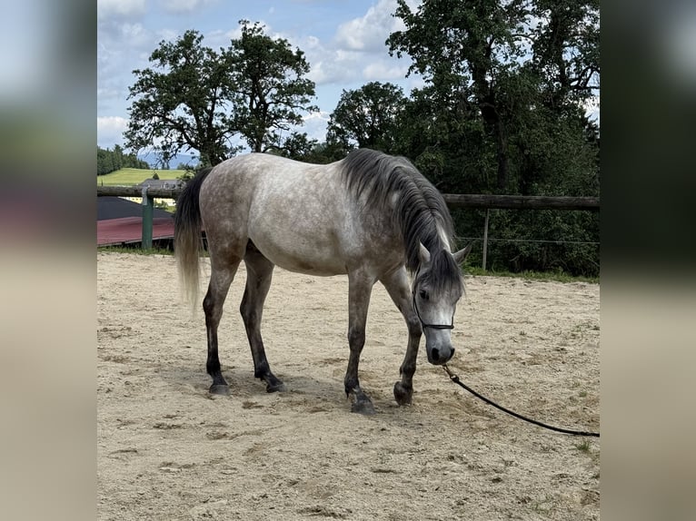 Vollblutaraber Wallach 5 Jahre 155 cm Apfelschimmel in Schardenberg