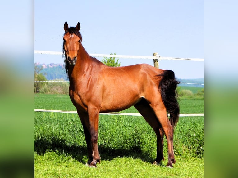 Vollblutaraber Wallach 5 Jahre 155 cm Brauner in Kehl