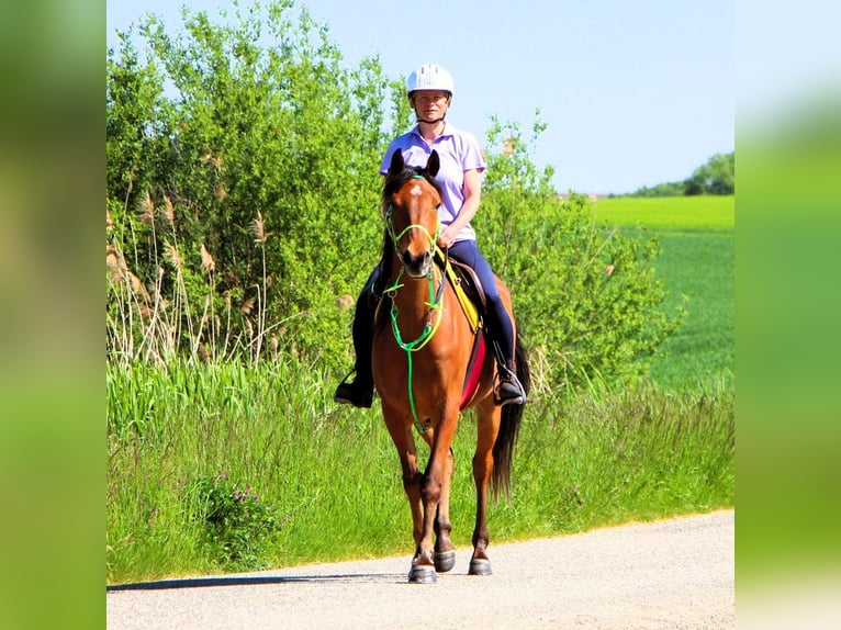 Vollblutaraber Wallach 5 Jahre 155 cm Brauner in Kehl