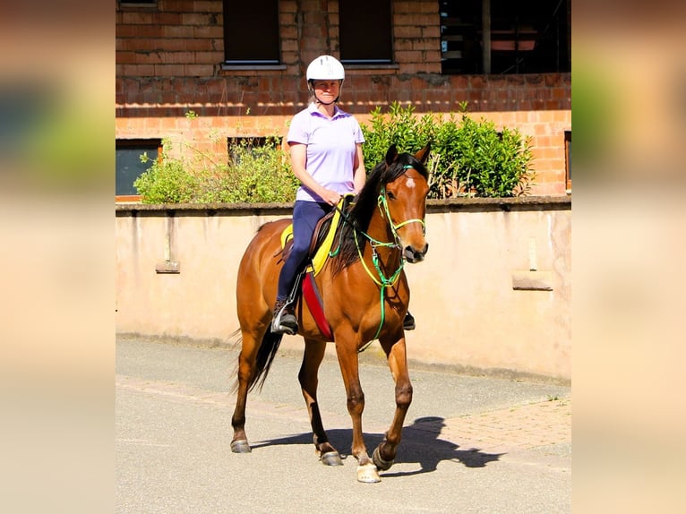 Vollblutaraber Wallach 5 Jahre 155 cm Brauner in Kehl