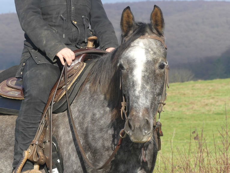 Vollblutaraber Wallach 5 Jahre 158 cm Schimmel in Herzberg am Harz