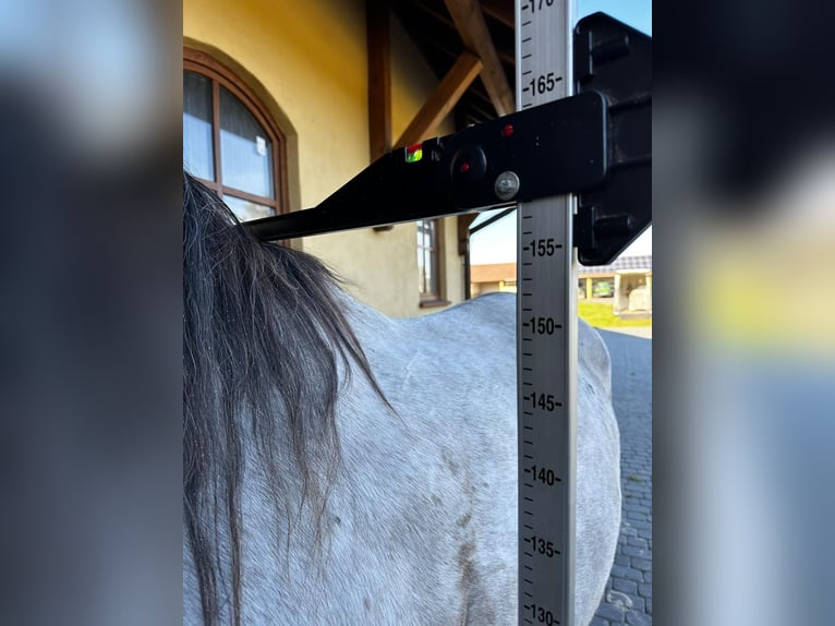 Vollblutaraber Wallach 5 Jahre 159 cm Schimmel in santok