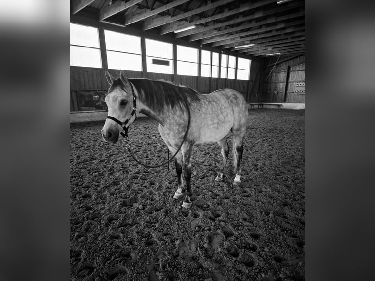 Vollblutaraber Wallach 5 Jahre 162 cm Schimmel in Clausthal-Zellerfeld