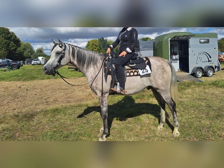Vollblutaraber Wallach 5 Jahre 162 cm Schimmel in Clausthal-Zellerfeld