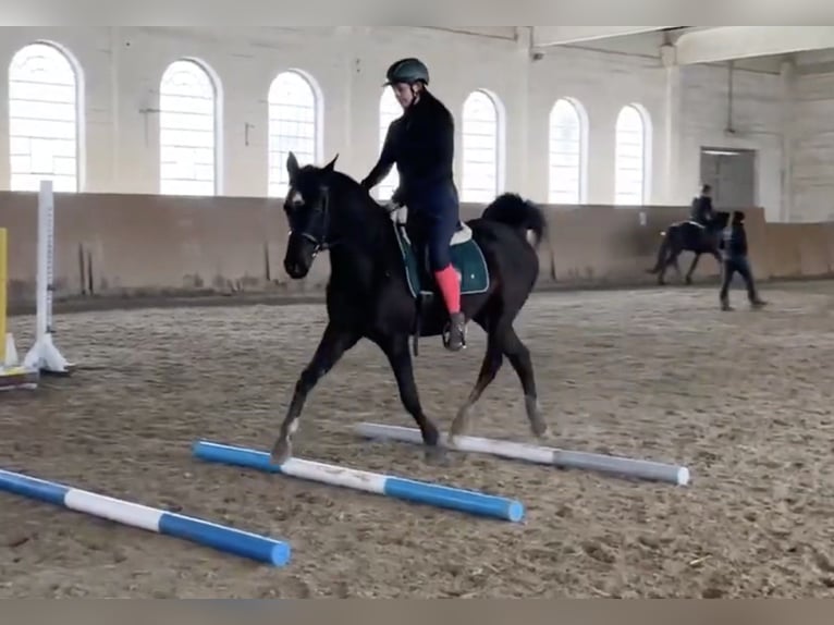 Vollblutaraber Mix Wallach 6 Jahre 150 cm Rappe in Lébény