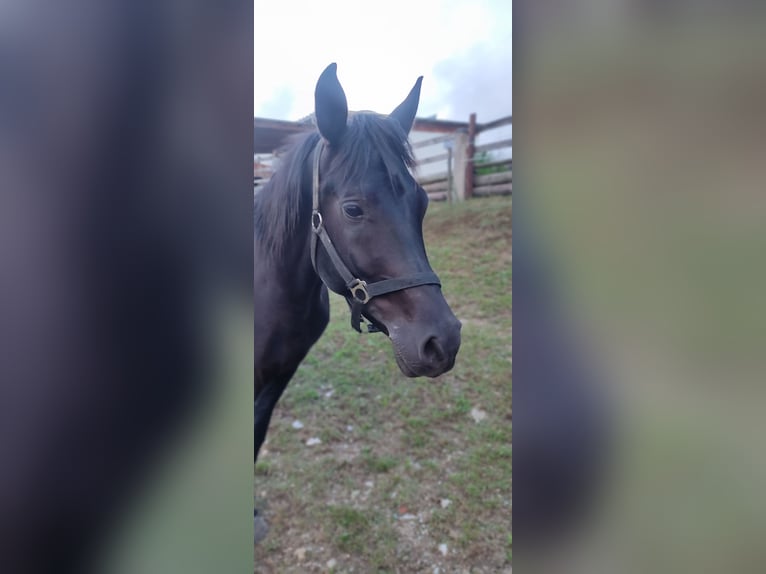 Vollblutaraber Wallach 6 Jahre 150 cm Rappe in Gschwendt